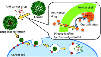 Graphical abstract: One-step construction of ferritin encapsulation drugs for cancer chemotherapy