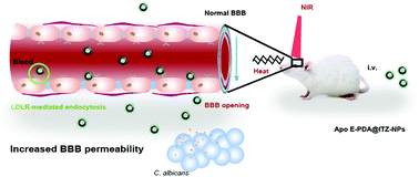 Graphical abstract: A combination of receptor mediated transcytosis and photothermal effect promotes BBB permeability and the treatment of meningitis using itraconazole