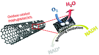 Graphical abstract: Platinum nanoparticle-deposited multi-walled carbon nanotubes as a NADH oxidase mimic: characterization and applications