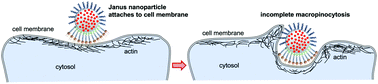 Graphical abstract: Janus nanoparticles designed for extended cell surface attachment