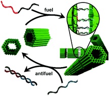 Graphical abstract: Switchable supracolloidal 3D DNA origami nanotubes mediated through fuel/antifuel reactions
