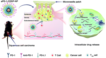 Graphical abstract: Microneedles loaded with anti-PD-1–cisplatin nanoparticles for synergistic cancer immuno-chemotherapy