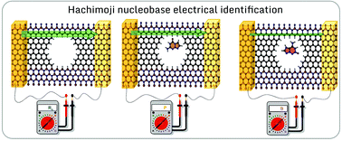 Graphical abstract: Electrically sensing Hachimoji DNA nucleotides through a hybrid graphene/h-BN nanopore