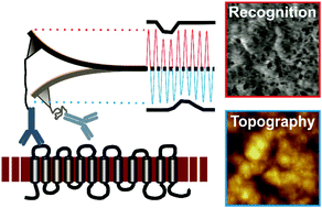 Graphical abstract: Single molecule distribution of RhD binding epitopes on ultraflat erythrocyte ghosts