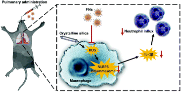 Graphical abstract: Fullerene nanoparticles: a promising candidate for the alleviation of silicosis-associated pulmonary inflammation