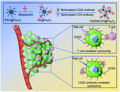 Graphical abstract: Modular design of Bi-specific nanoplatform engaged in malignant lymphoma immunotherapy