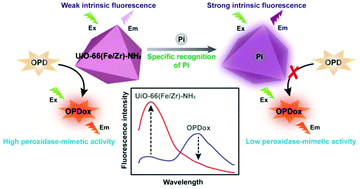 Graphical abstract: Tri-functional Fe–Zr bi-metal–organic frameworks enable high-performance phosphate ion ratiometric fluorescent detection