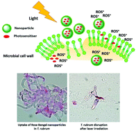 Graphical abstract: Photodynamic therapy with nanoparticles to combat microbial infection and resistance