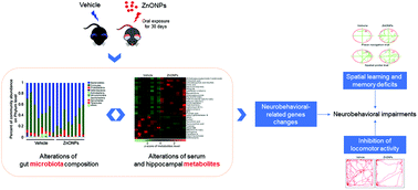 Graphical abstract: Crosstalk of gut microbiota and serum/hippocampus metabolites in neurobehavioral impairments induced by zinc oxide nanoparticles