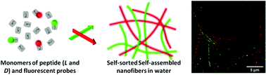 Graphical abstract: Enzyme-responsive chiral self-sorting in amyloid-inspired minimalistic peptide amphiphiles