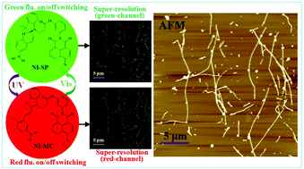 Graphical abstract: Correlative dual-alternating-color photoswitching fluorescence imaging and AFM enable ultrastructural analyses of complex structures with nanoscale resolution