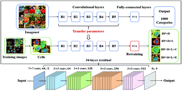 Graphical abstract: Rapid prediction of drug inhibition under heat stress: single-photon imaging combined with a convolutional neural network