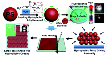 Graphical abstract: Robust hydrophobic veova10-based colloidal photonic crystals towards fluorescence enhancement of quantum dots