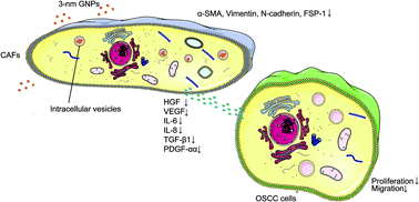 Graphical abstract: Functional blockade of cancer-associated fibroblasts with ultrafine gold nanomaterials causes an unprecedented bystander antitumoral effect