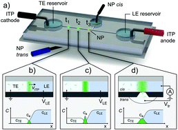 Graphical abstract: Microfluidic device for coupling isotachophoretic sample focusing with nanopore single-molecule sensing