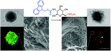 Graphical abstract: Aromatic carbohydrate amphiphile disrupts cancer spheroids and prevents relapse