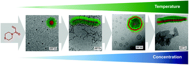 Graphical abstract: One polymer composition, various morphologies: the decisive influence of conditions on the polymerization-induced self-assembly (PISA) of N-acryloyl thiomorpholine