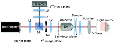 Graphical abstract: Double resonant plasmonic lattices for Raman studies