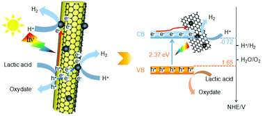 Graphical abstract: CoP QD anchored carbon skeleton modified CdS nanorods as a co-catalyst for photocatalytic hydrogen production
