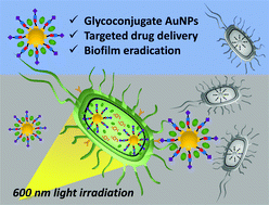 Graphical abstract: A glycoconjugate-based gold nanoparticle approach for the targeted treatment of Pseudomonas aeruginosa biofilms