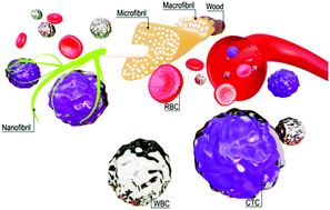 Graphical abstract: Multi-layer assembly of cellulose nanofibrils in a microfluidic device for the selective capture and release of viable tumor cells from whole blood