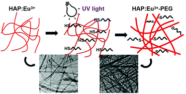 Graphical abstract: Luminescent net-like inorganic scaffolds with europium-doped hydroxyapatite for enhanced bone reconstruction