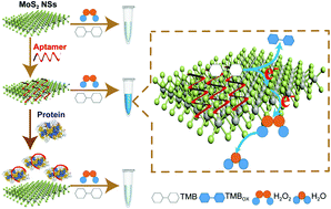 Graphical abstract: The DNA controllable peroxidase mimetic activity of MoS2 nanosheets for constructing a robust colorimetric biosensor