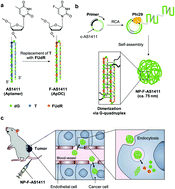 Graphical abstract: Systemic delivery of aptamer–drug conjugates for cancer therapy using enzymatically generated self-assembled DNA nanoparticles