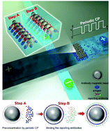 Graphical abstract: Periodic concentration–polarization-based formation of a biomolecule preconcentrate for enhanced biosensing