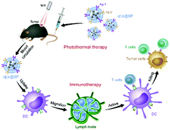 Graphical abstract: Immunogenic exosome-encapsulated black phosphorus nanoparticles as an effective anticancer photo-nanovaccine