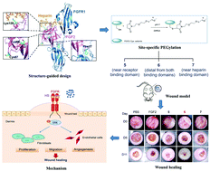 Graphical abstract: Structure-guided design, generation, and biofunction of PEGylated fibroblast growth factor 2 variants for wound healing