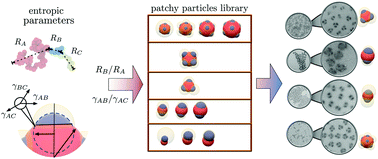 Graphical abstract: Entropic factors and structural motifs of triblock-terpolymer-based patchy nanoparticles