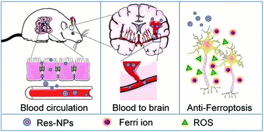 Graphical abstract: Nanoparticles improved resveratrol brain delivery and its therapeutic efficacy against intracerebral hemorrhage