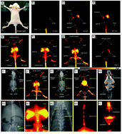 Graphical abstract: In vivo live imaging of bone using shortwave infrared fluorescent quantum dots
