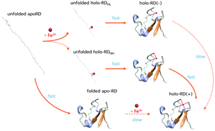 Graphical abstract: Single molecule force spectroscopy reveals that a two-coordinate ferric site is critical for the folding of holo-rubredoxin