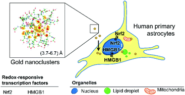 Graphical abstract: Size and ligand effects of gold nanoclusters in alteration of organellar state and translocation of transcription factors in human primary astrocytes