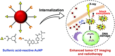 Graphical abstract: Protein sulfenic acid-mediated anchoring of gold nanoparticles for enhanced CT imaging and radiotherapy of tumors in vivo