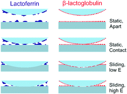 Graphical abstract: Friction between soft contacts at nanoscale on uncoated and protein-coated surfaces