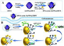 Graphical abstract: Autonomous operation of 3D DNA walkers in living cells for microRNA imaging