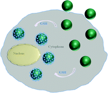 Graphical abstract: In situ formation of tetraphenylethylene nano-structures on microgels inside living cells via reduction-responsive self-assembly