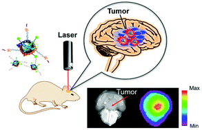 Graphical abstract: Targeted brain tumor imaging by using discrete biopolymer-coated nanodiamonds across the blood–brain barrier