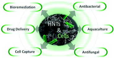 Graphical abstract: Halloysite nanotubes – the nano-bio interface