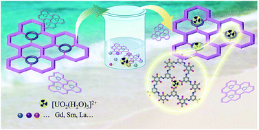 Graphical abstract: Construction of covalent organic framework with unique double-ring pore for size-matching adsorption of uranium