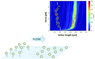 Graphical abstract: Nanomechanics of self-assembled DNA building blocks