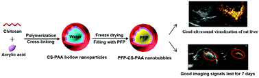 Graphical abstract: Perfluoropentane-filled chitosan poly-acrylic acid nanobubbles with high stability for long-term ultrasound imaging in vivo