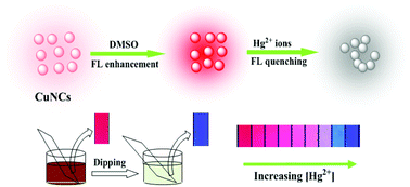 Graphical abstract: A fluorimetric testing strip for the visual evaluation of mercury in blood using copper nanoclusters with DMSO-enhanced fluorescence and stability