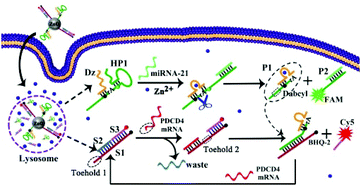 Graphical abstract: Biodegradable nanoparticle-assisted and multiplexed imaging of asymmetric RNA expressions in live cells for precise cancer diagnosis and prognosis