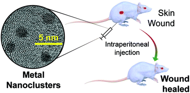 Graphical abstract: Retracted Article: Efficient in vivo wound healing using noble metal nanoclusters