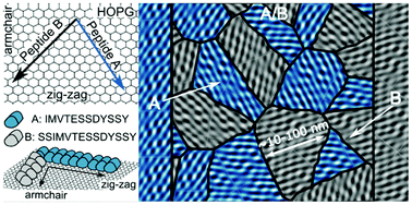 Graphical abstract: Symbiotic assembly of peptide nano-mosaics at solid interfaces