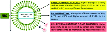 Graphical abstract: Nano-bio interface between human plasma and niosomes with different formulations indicates protein corona patterns for nanoparticle cell targeting and uptake